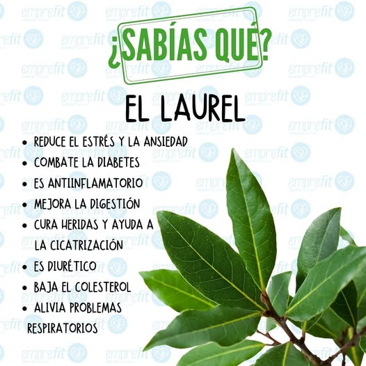 106912362 3313816551973630 9146907891677461959 n